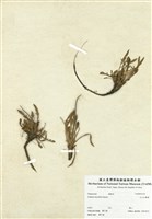 藏品(玉山山蘿蔔)的圖片